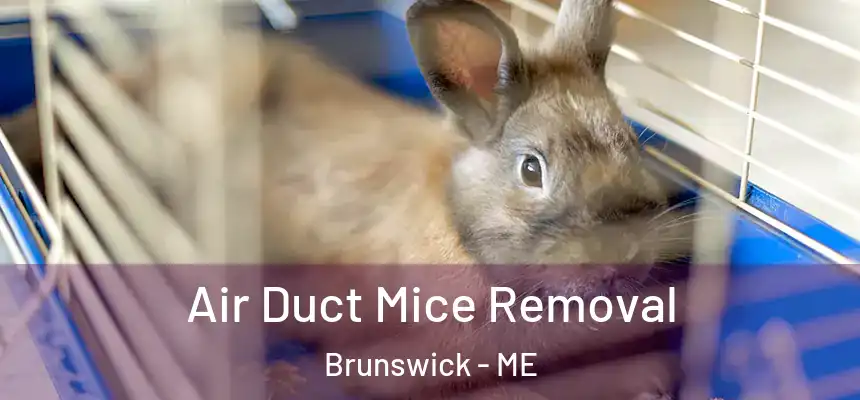 Air Duct Mice Removal Brunswick - ME